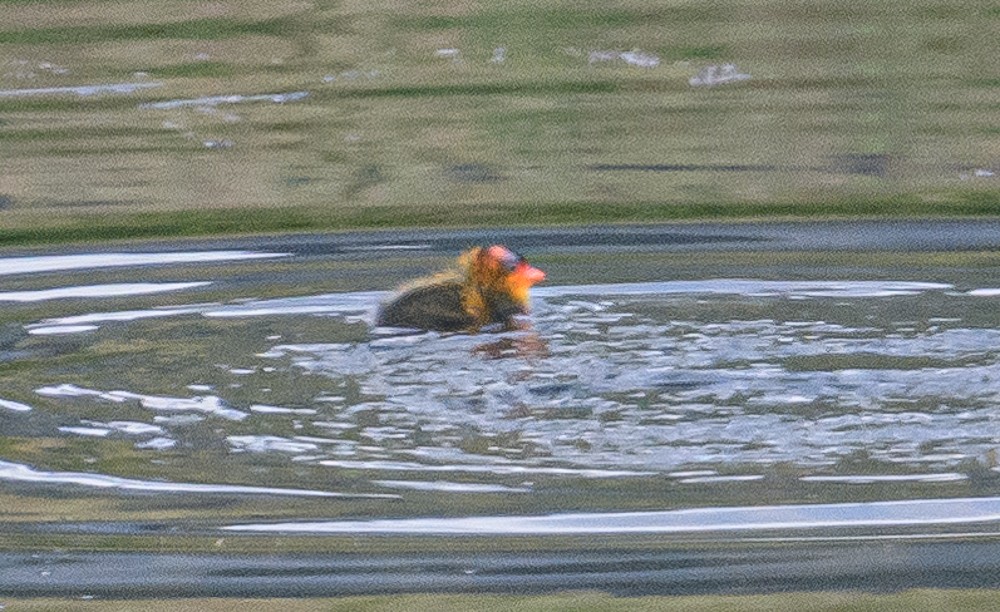 American Coot - ML462972781
