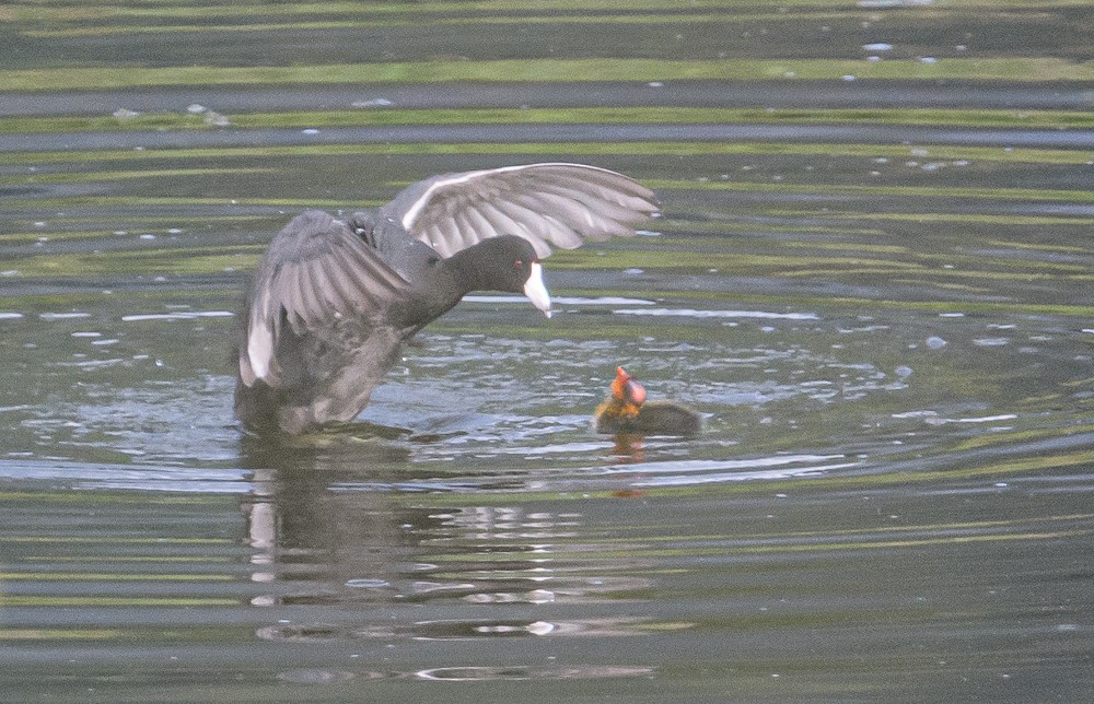 American Coot - ML462972811