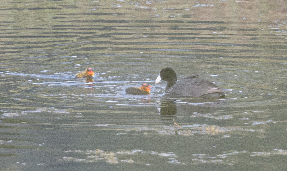 American Coot - ML462972821