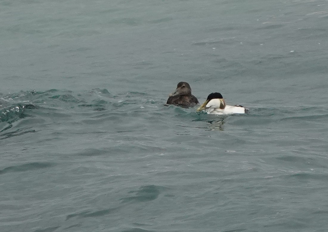 Common Eider - ML462973021