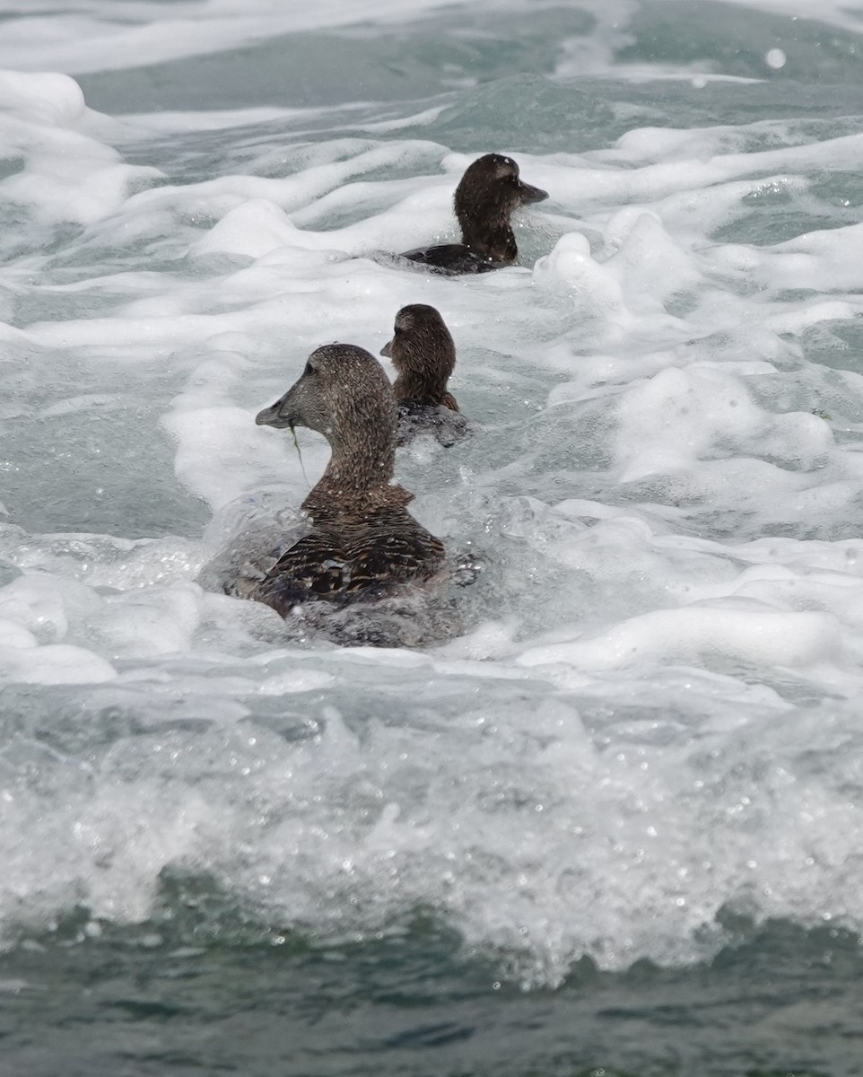 Common Eider - ML462973031