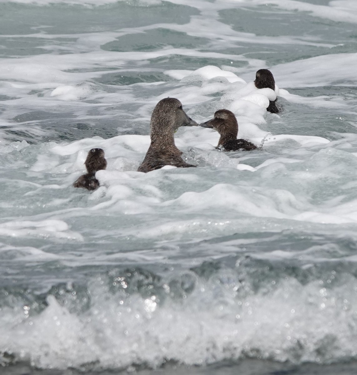 Common Eider - ML462973041