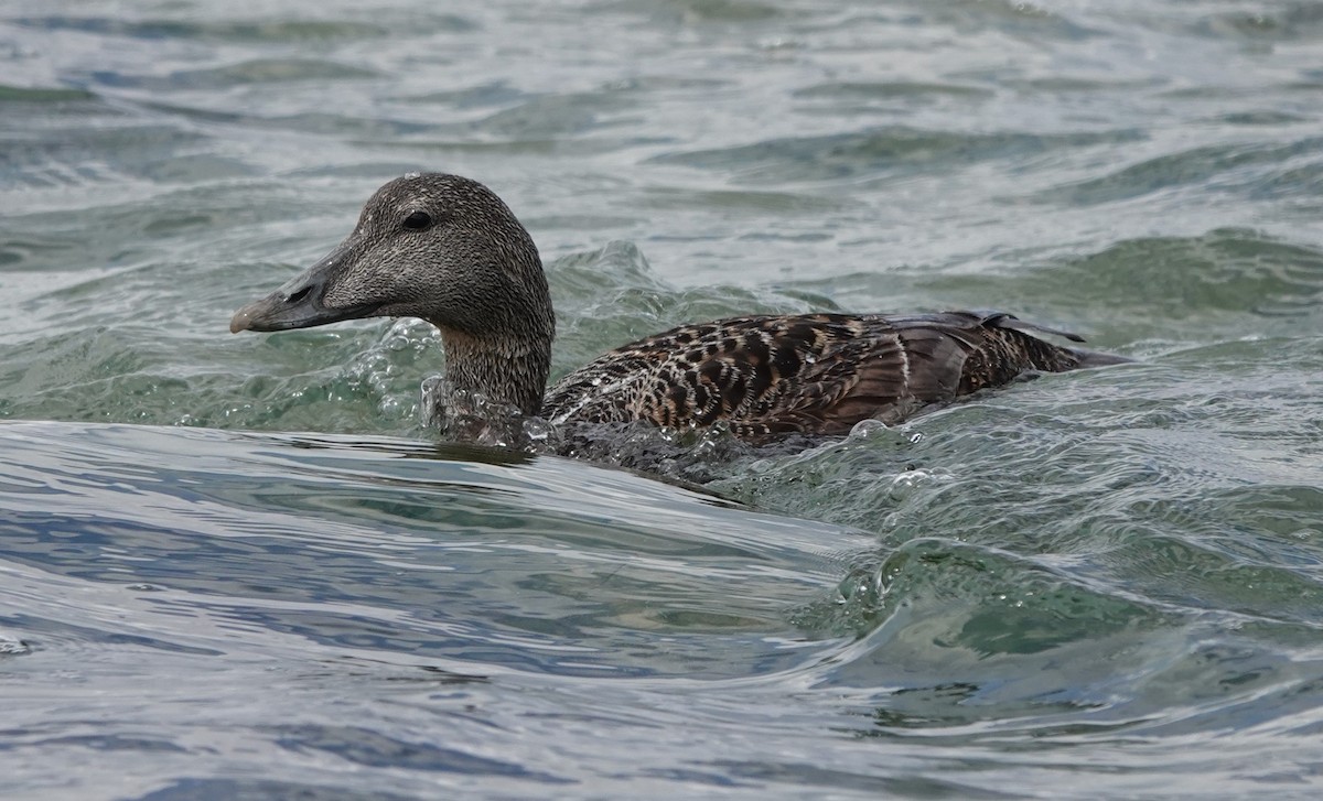 Common Eider - ML462973051