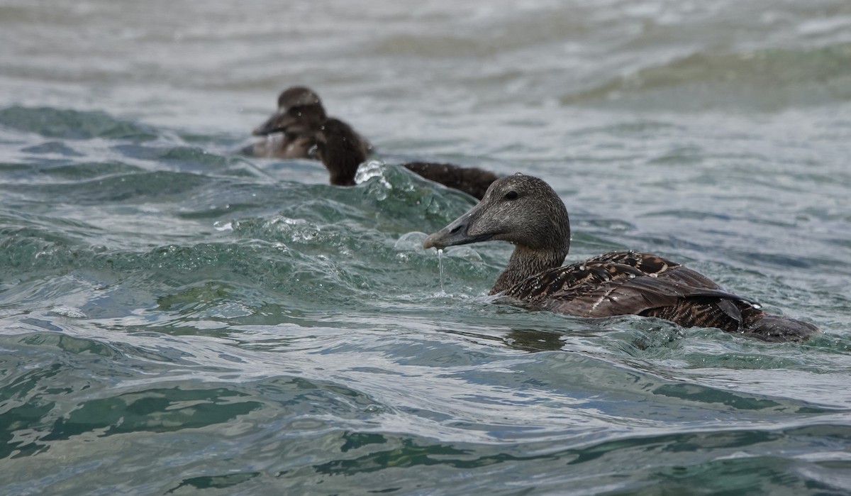 Common Eider - ML462973061
