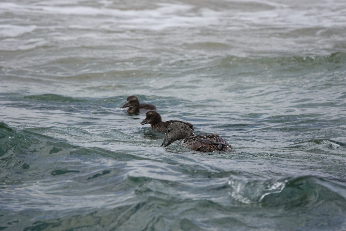 Common Eider - ML462973071