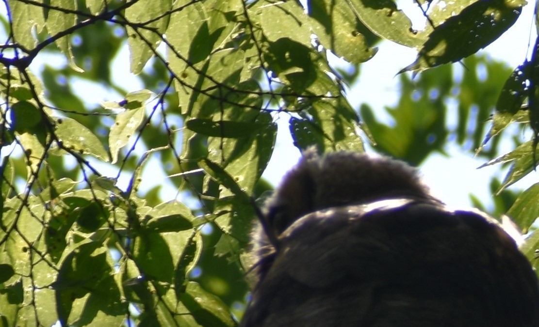 Great Horned Owl - ML462973701