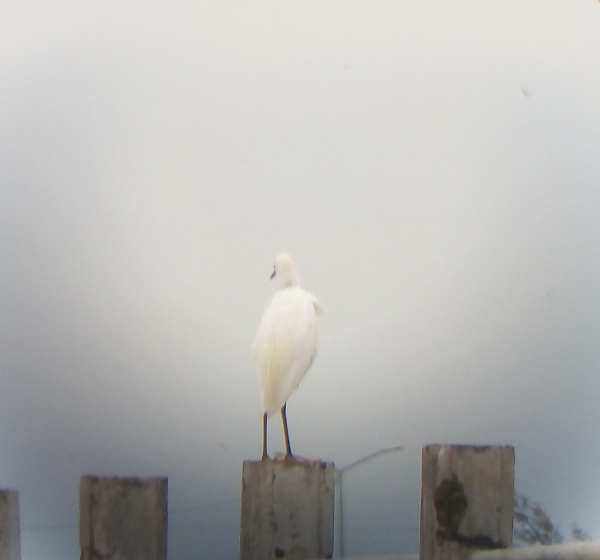 Snowy Egret - ML462975361