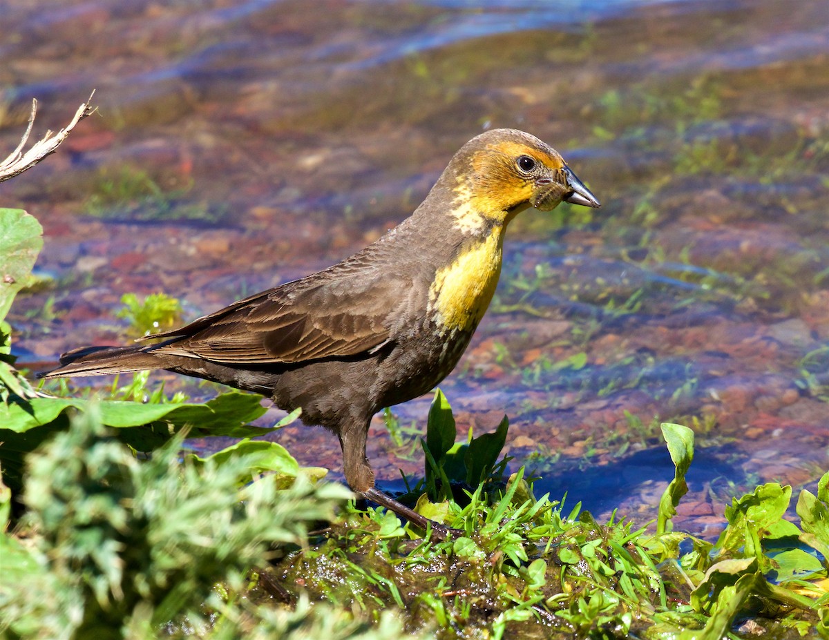 Yellow-headed Blackbird - ML462975491