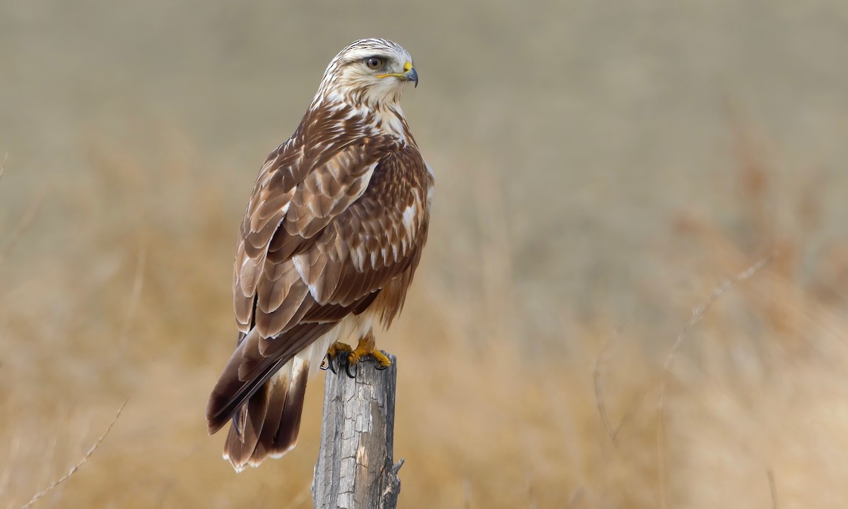 Rough-legged Hawk - ML462976461