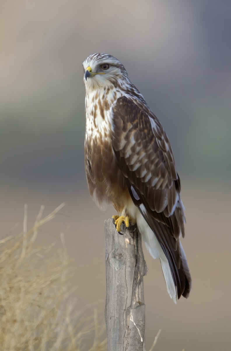 Rough-legged Hawk - Mark Chappell