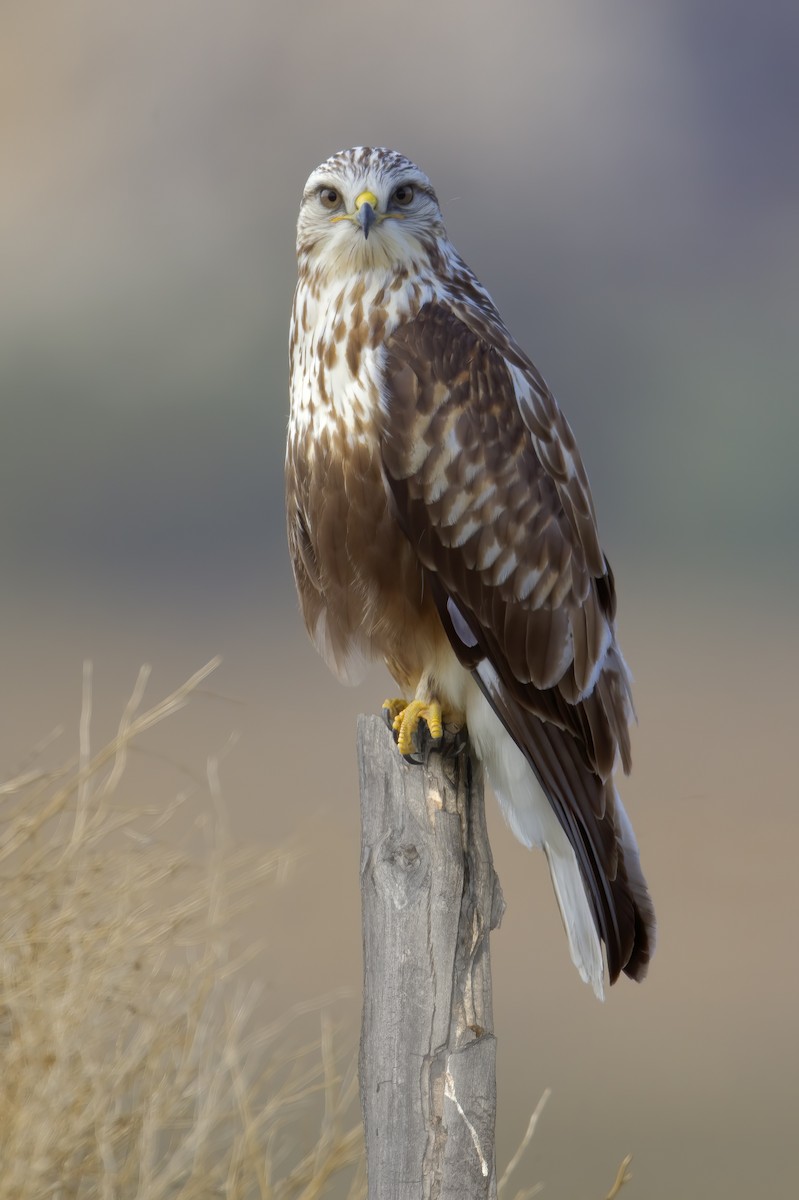 Rough-legged Hawk - ML462976481