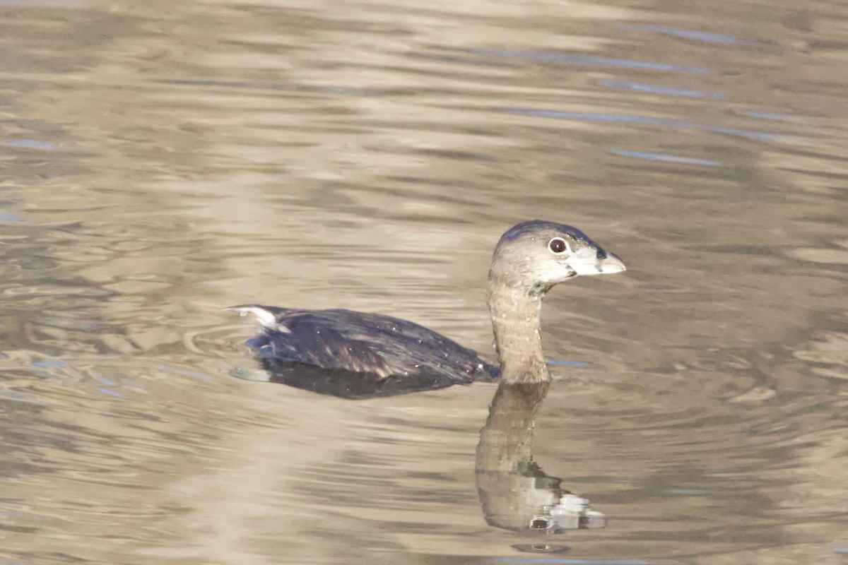 Pied-billed Grebe - ML462977311