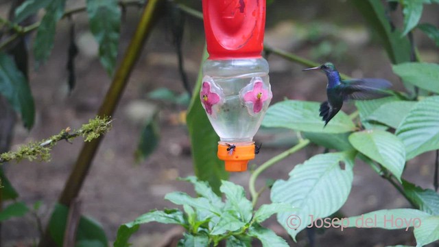 kolibřík safírový (ssp. bartletti) - ML462978021