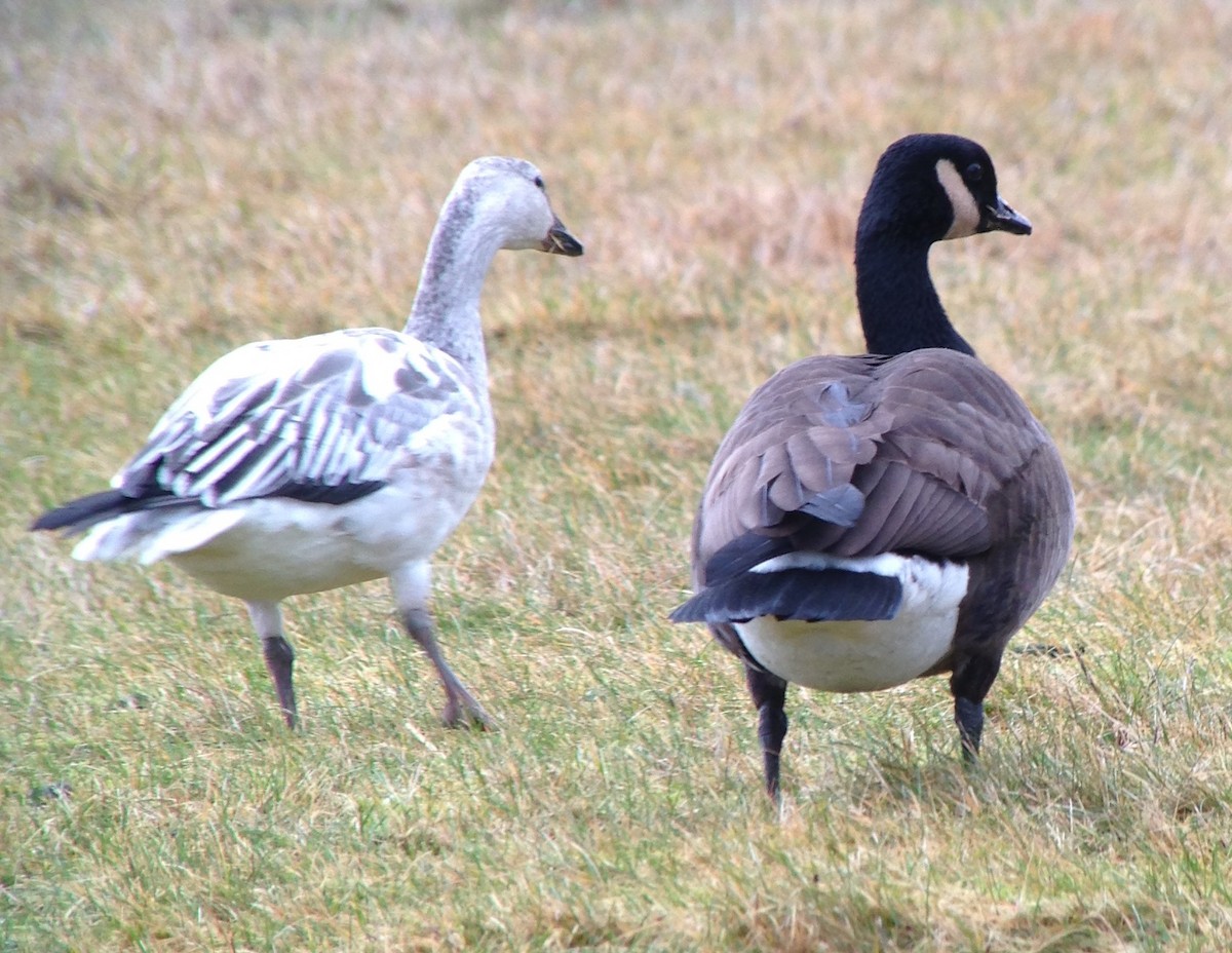 Snow Goose - ML46297831