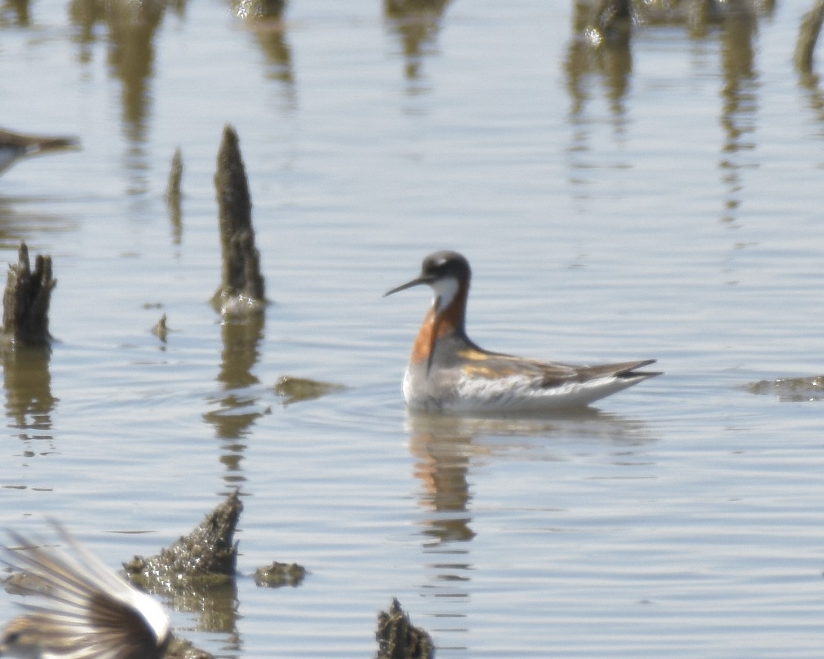 Red-necked Phalarope - ML462978921