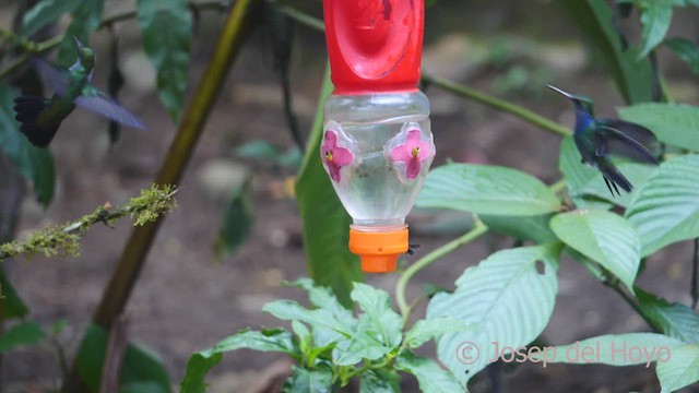 kolibřík safírový (ssp. bartletti) - ML462980731