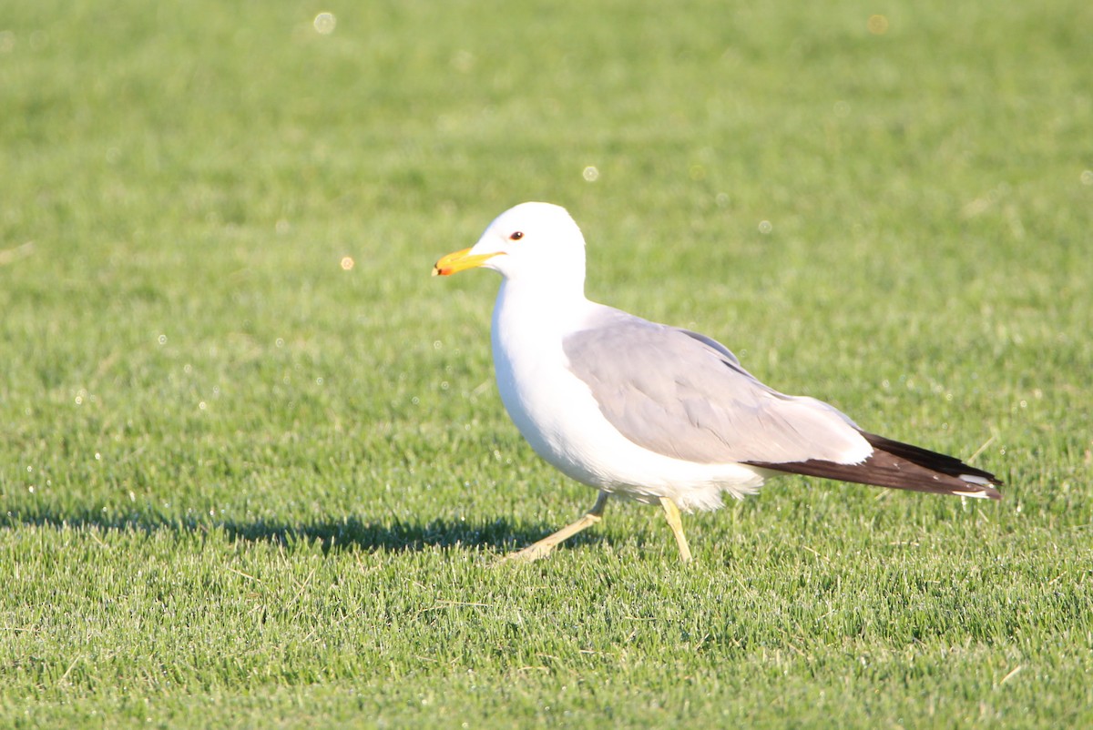 Gaviota Californiana - ML462980771