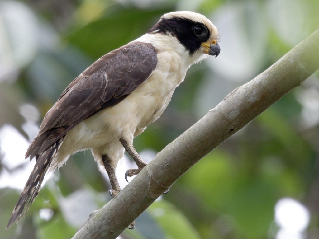 Laughing Falcon - Mark Scheel