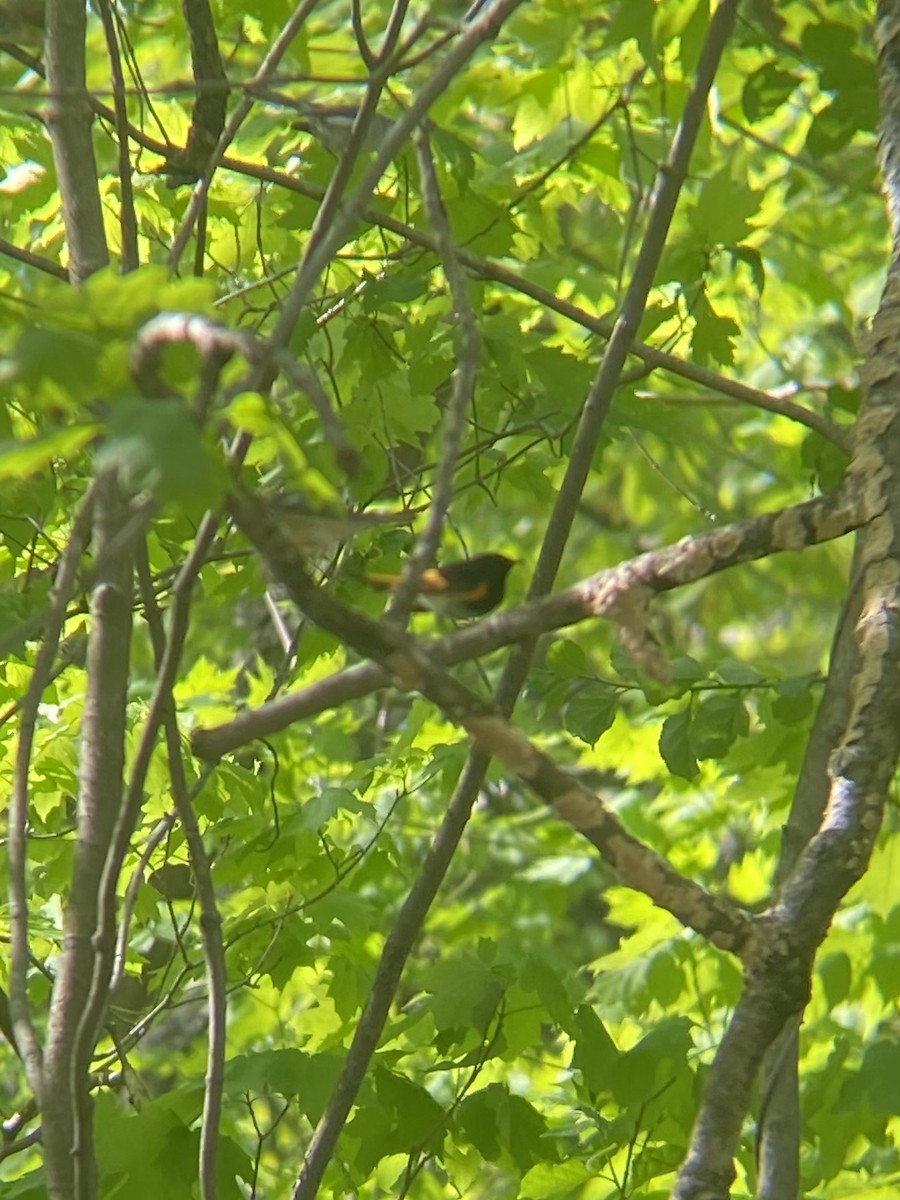 American Redstart - James Leone