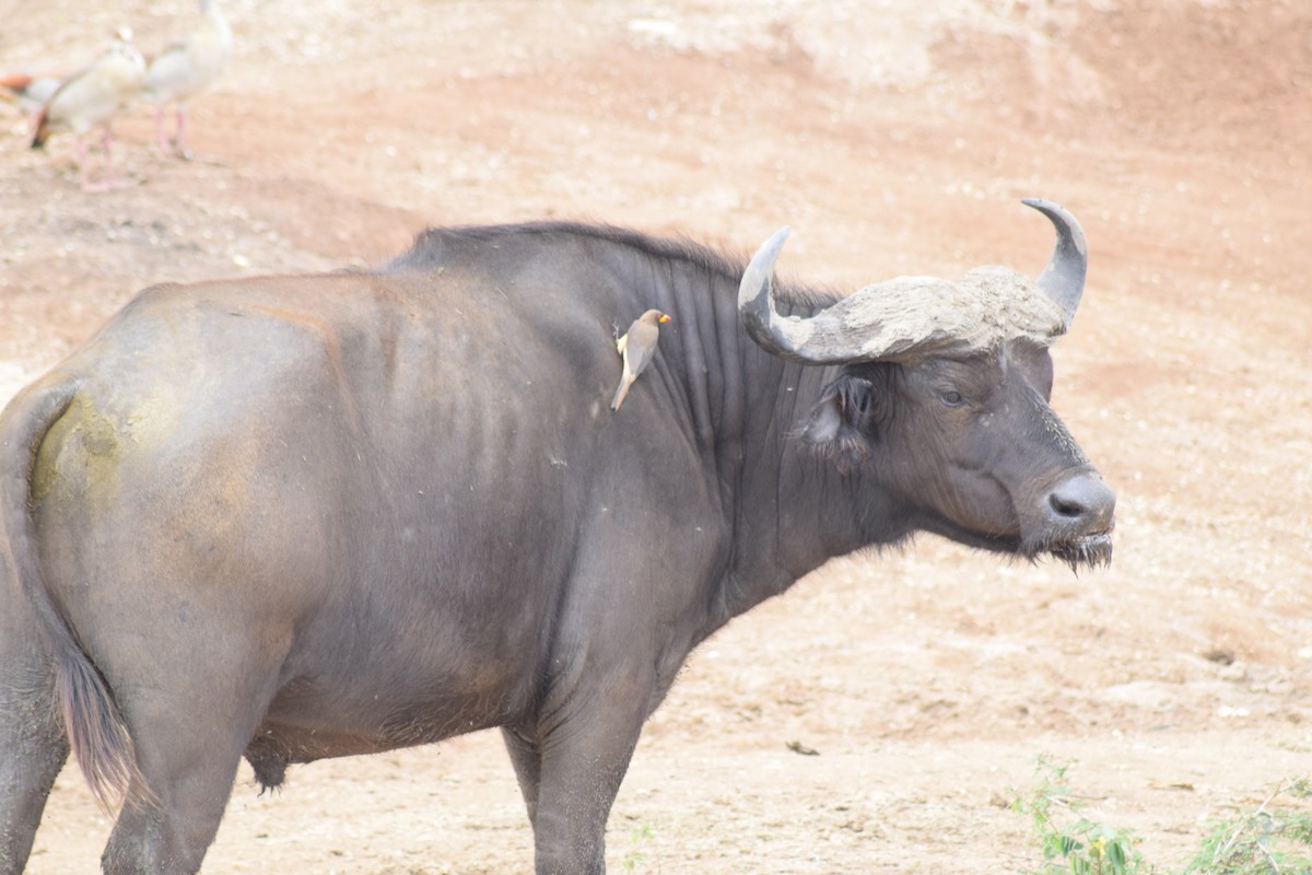 Yellow-billed Oxpecker - Brendan Wade