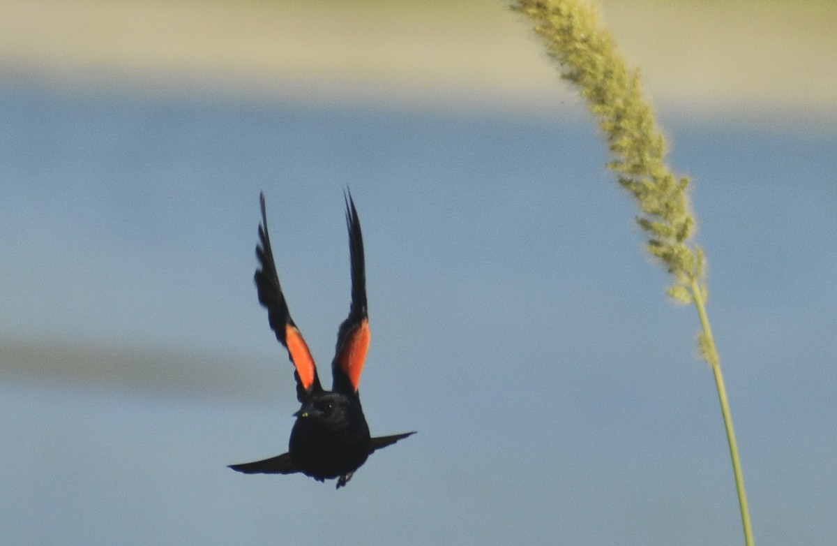 Red-winged Blackbird - ML462983691