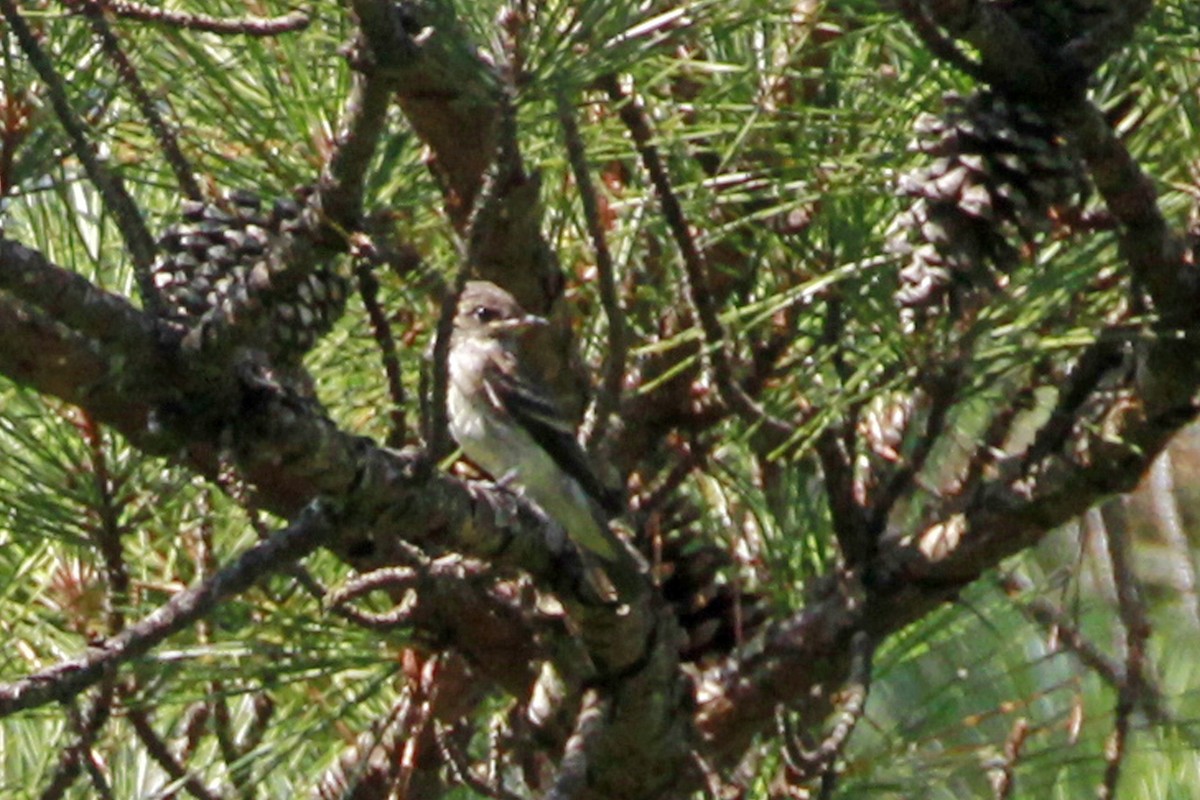 Eastern Wood-Pewee - ML462986581