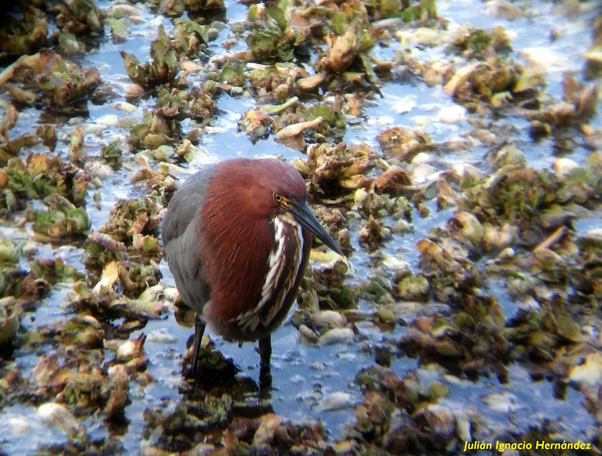 Rufescent Tiger-Heron - ML462987371