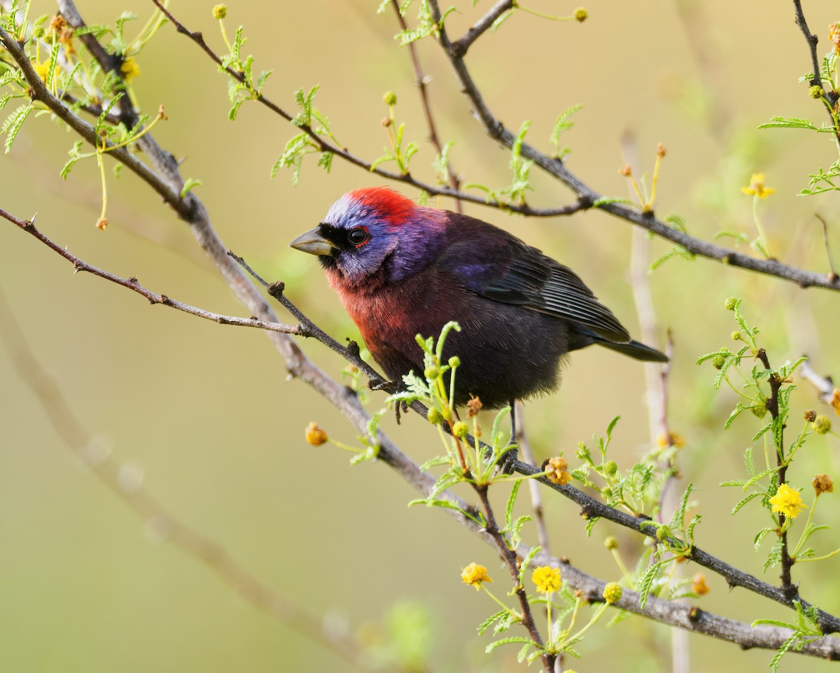 Passerin varié - ML462990021