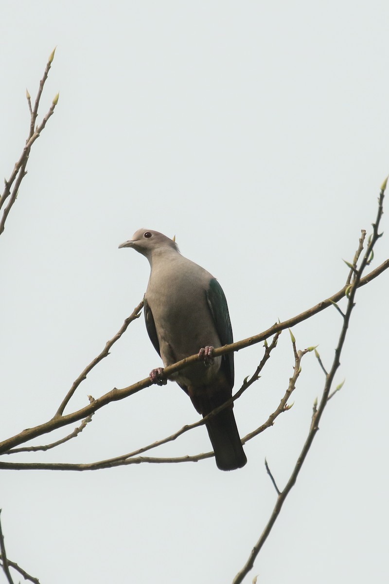 Green Imperial-Pigeon - ML462990221