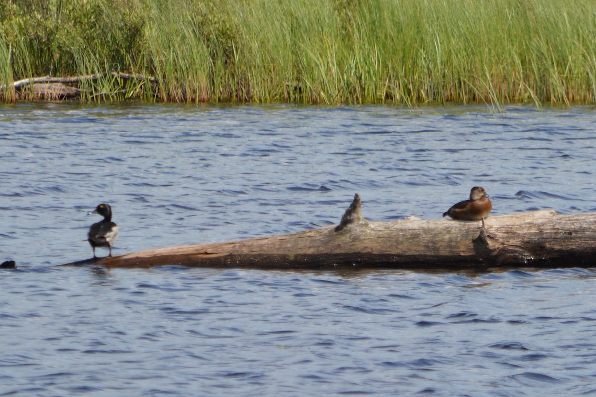 Ring-necked Duck - ML462990321