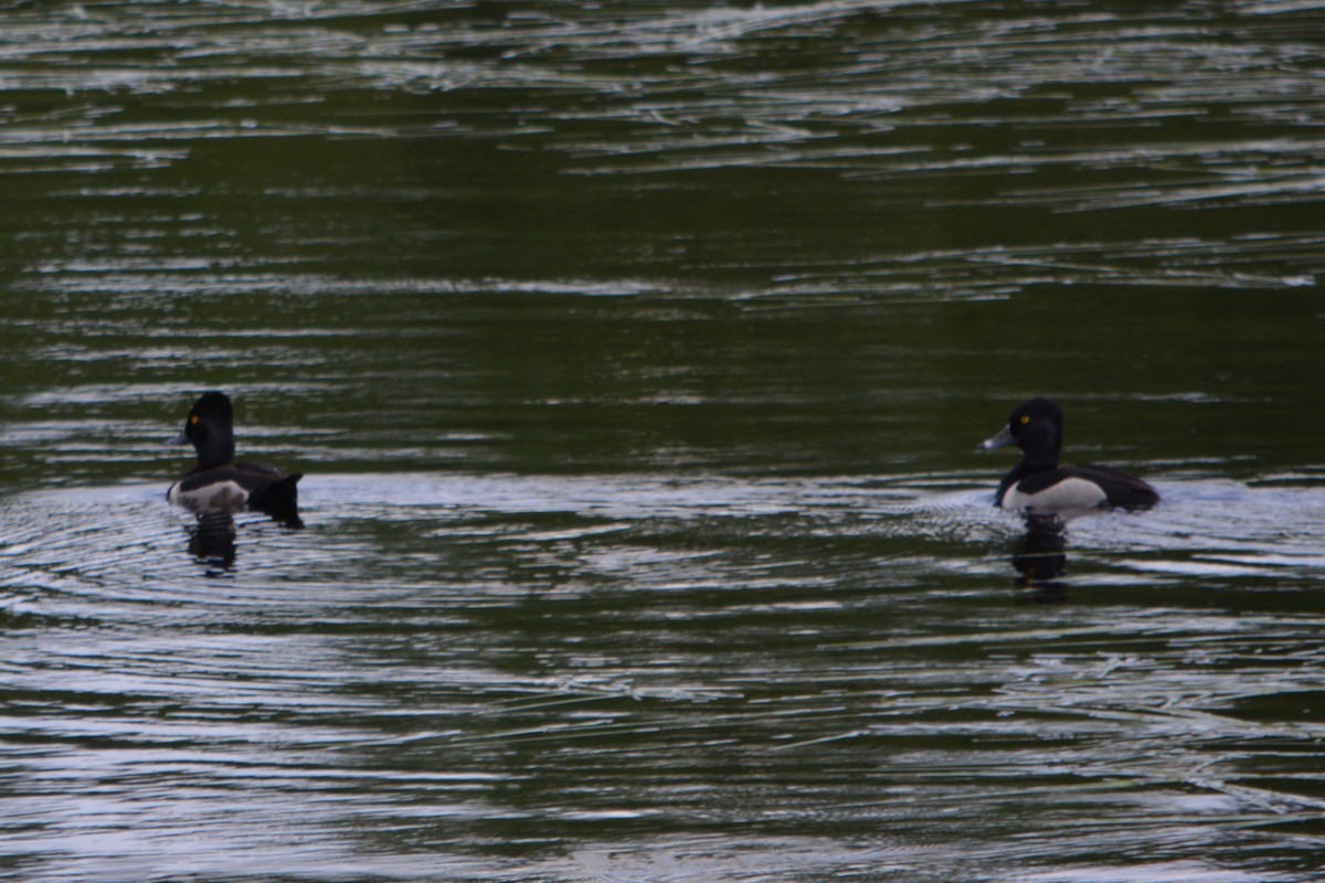 Ring-necked Duck - ML462990331