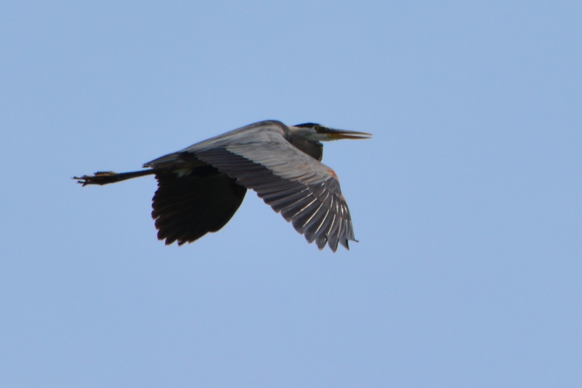 Great Blue Heron - ML462990481