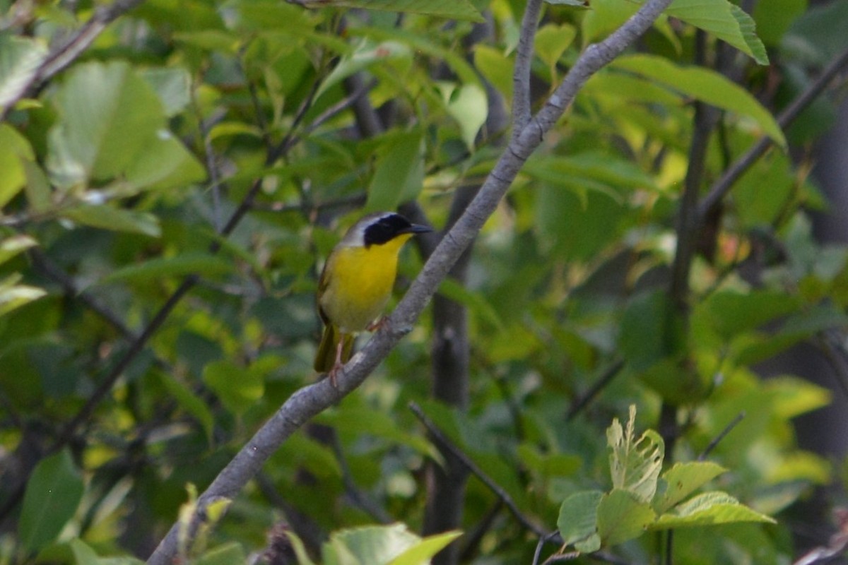 Common Yellowthroat - ML462990571