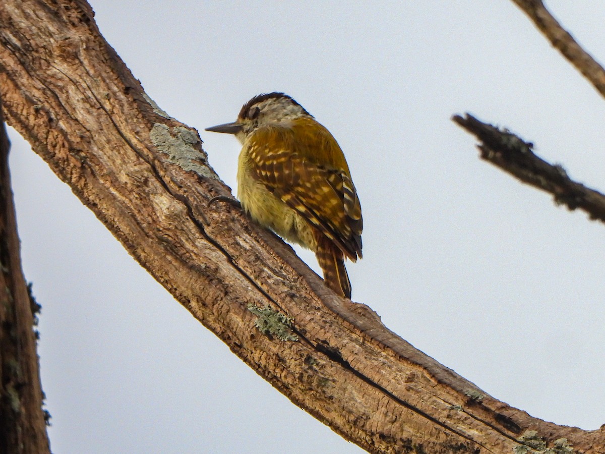 Speckle-breasted Woodpecker - ML462990781