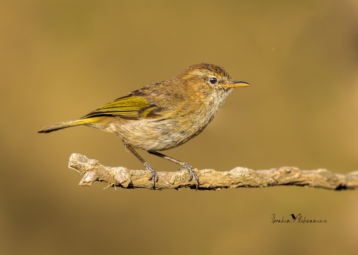 Brown Woodland-Warbler - ML462990911