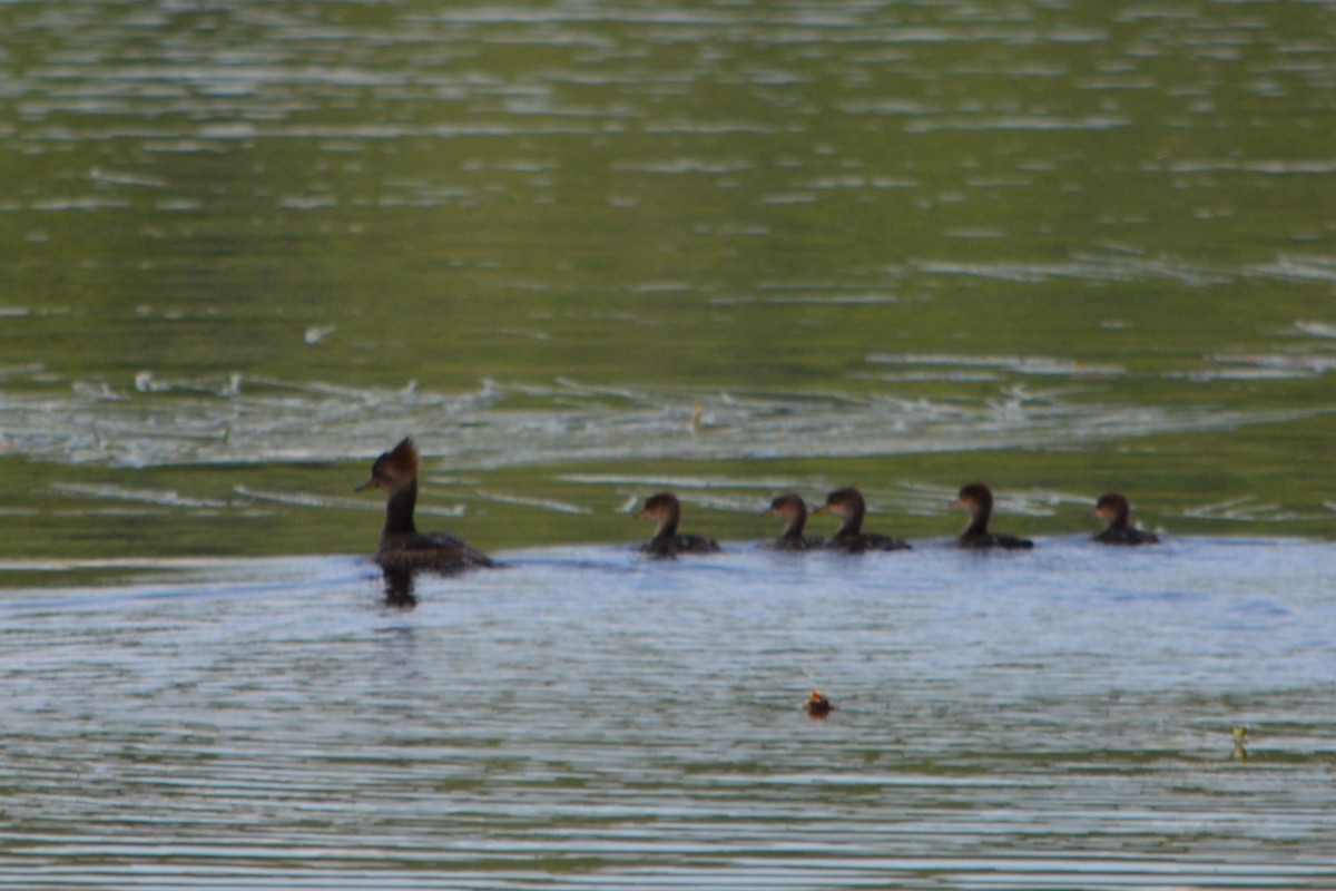 Hooded Merganser - ML462990991
