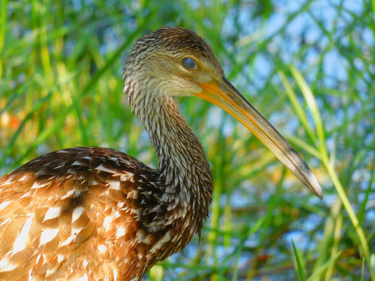 Limpkin - Mark Penkower