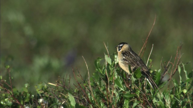 Goldbauch-Spornammer - ML462993