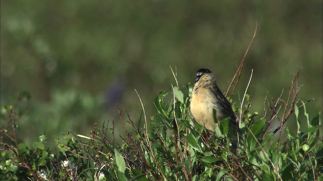 Goldbauch-Spornammer - ML462994