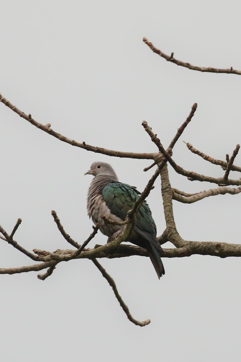 Green Imperial-Pigeon - ML462995451