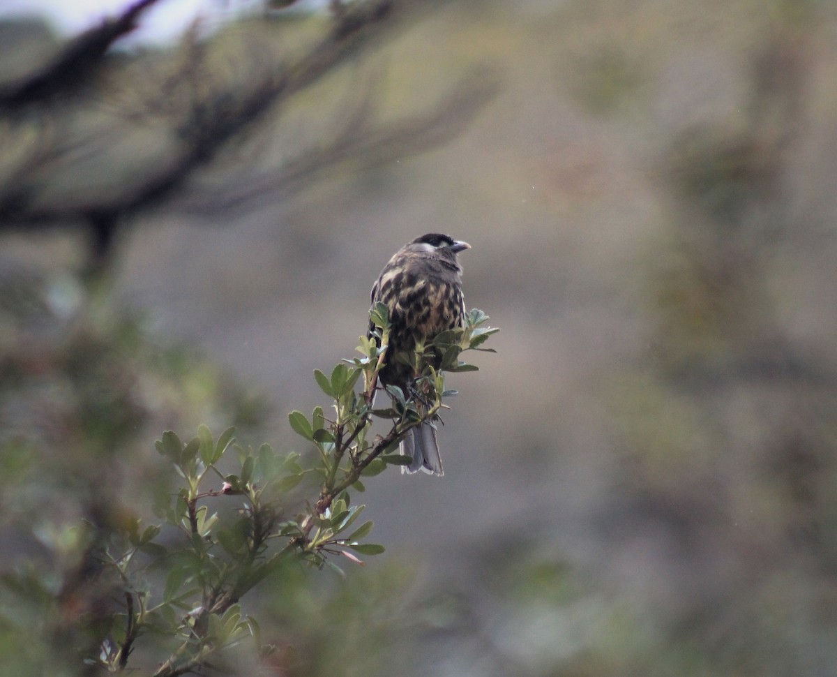 Cotinga Cariblanco - ML462996491