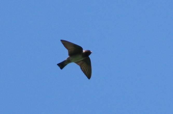 Cliff Swallow - ML462999701