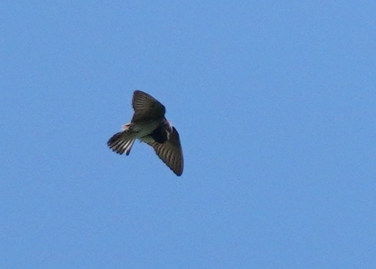 Cliff Swallow - ML462999731