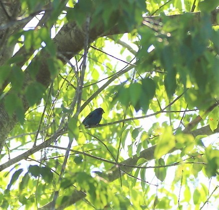 Indigo Bunting - Adam Prince