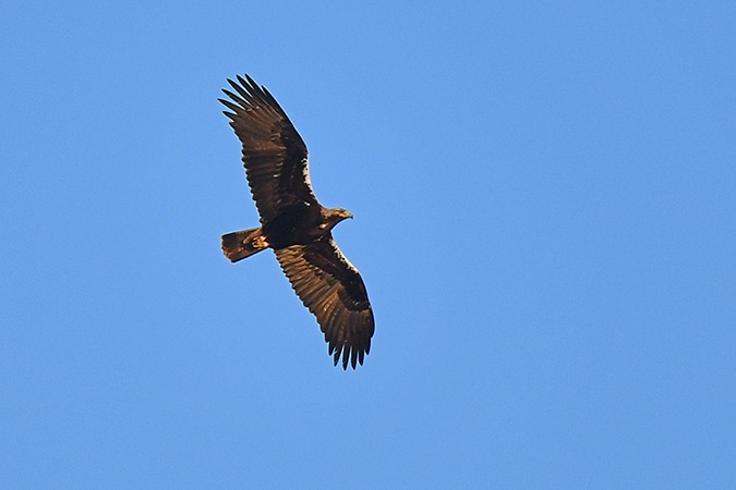 Spanish Eagle - ML463001631