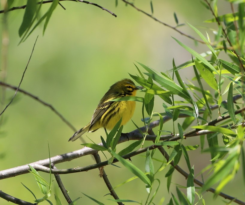 Prairie Warbler - ML463001741