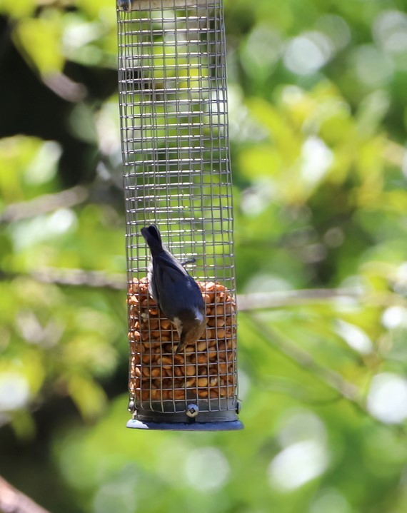 Brown-headed Nuthatch - ML463002351