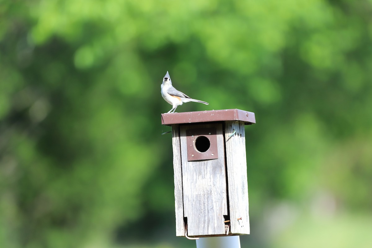 Tufted Titmouse - ML463002591