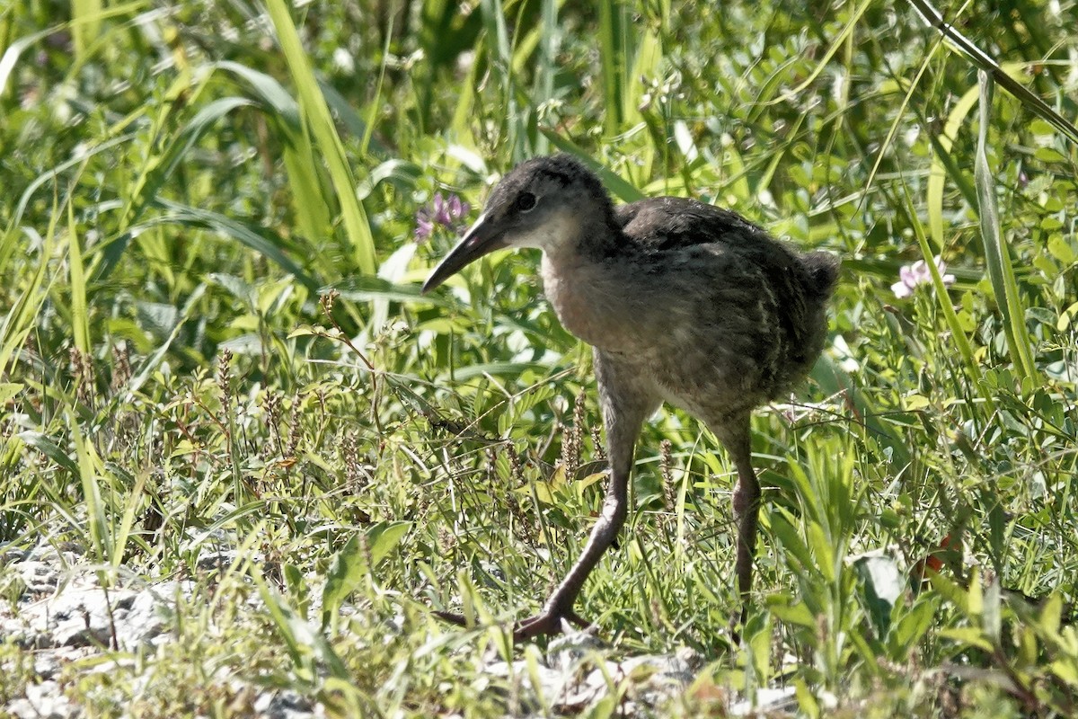 King Rail - Alan Mitchnick