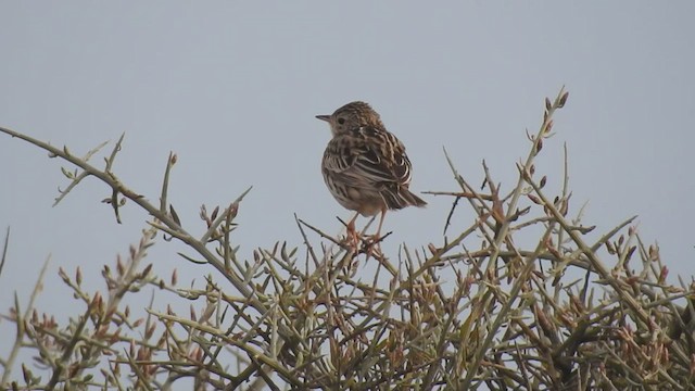 Hellmayr's Pipit - ML463004891